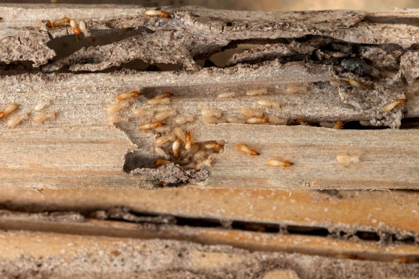 Best Bed Bug Extermination  in Wedgefield, SC